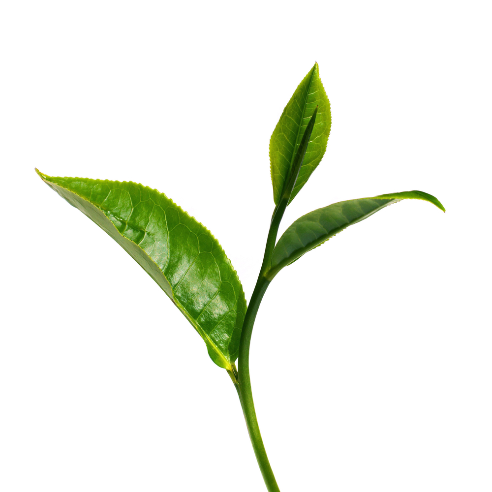 hydrolat-z-zielonej-herbaty.jpg